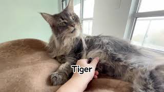 How could this cat owner do this to her Maine Coon cat? Hilarious!