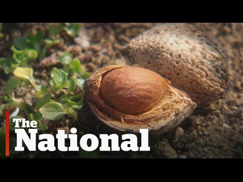 How the high demand for almonds is affecting California