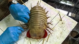 10 Deadly Insects You Dont Want To Mess With