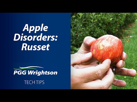 ვიდეო: რა არის Apple Russeting - შეიტყვეთ Apple Russet-ის მიზეზების შესახებ