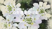 宿根イベリスの花がらつみと切り戻し Youtube 宿根イベリスの花がらつみと切り戻し Youtube