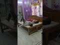sofa cum bed matrices #furniture #kitchenstorage #kitten #diwana #matrices