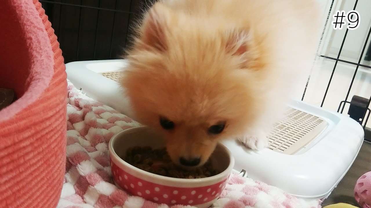 ポメラニアンの子犬がご飯を何秒で食べ終わるか時間を計ってみた！ YouTube