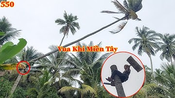 Hồi hộp khi xem Vua Khỉ Miền Tây cùng đệ tử cưa khớp khúc hàng cây Dừa . Cutting many coconut trees.