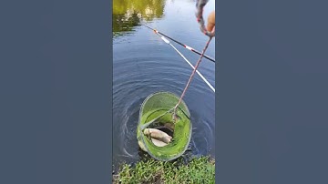 câu cá mè hoa tự nhiên quận 2 15 phút lên 1 em #caucasaigon #food #cauca #fishing #caucatunhien #cá