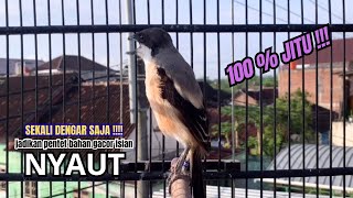 cendet gacor ISIAN AMPUH buat PANCINGAN CENDET AGAR BUNYI bikin BURUNG PENTET GACOR RAJIN BUNYI