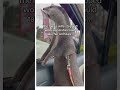 This end is so wholesome 🥹❤️ #wholesome #otter #animals #cute