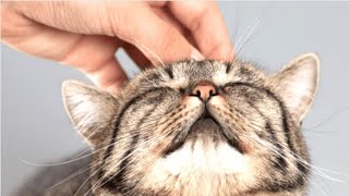 Kedi Mırlamasındaki Şifa