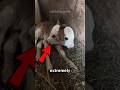 4 Real Two-Headed Animals Caught on Camera
