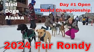 Live  Day #1 Start 2024 Fur Rondy Open World Campionship Sled Dog Footage #sleddogs