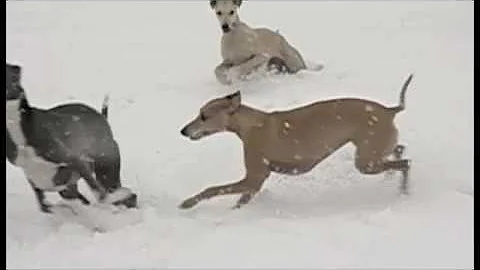 Foulridge Whippets in the Snow