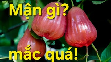 CÁCH PHÂN BIỆT MẬN MST