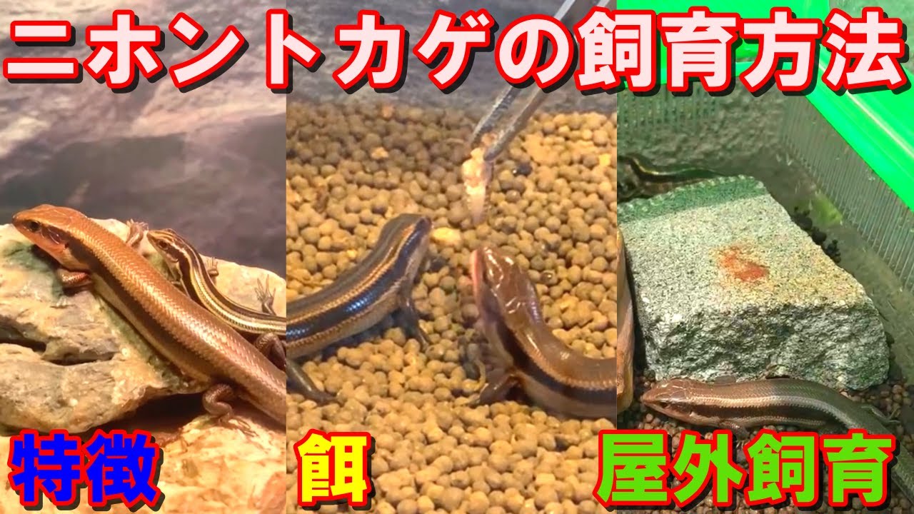 【基本】ニホントカゲの飼育方法