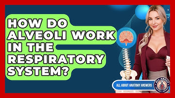 How Do Alveoli Work In The Respiratory System? - All About Anatomy Answers