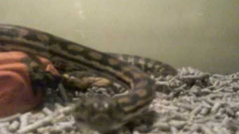 Murray Darling Carpet Python