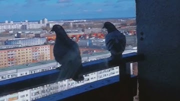 يا أيها الذين آمنوا اذا نودي للصلاة من يوم الجمعة| سورة الجمعة 🧡