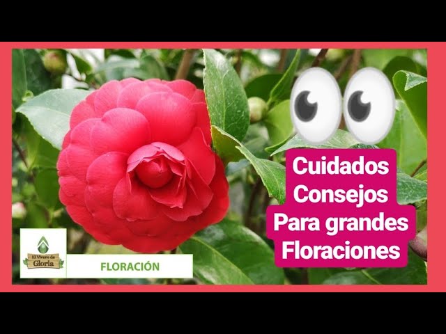 ? cuidados CAMELIA JAPÓNICA floraciones Espectaculares ? ^[BIEN  EXPLICADO]^ - YouTube