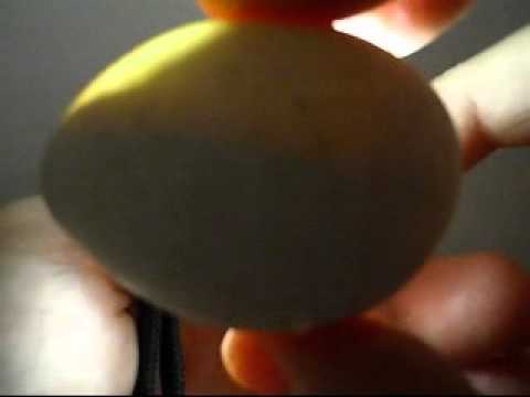 This is Amazing! Baby snake moves inside egg during candling