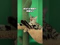 1番であるための儀式がウケる🤣🤣 #cat #ねこのいる生活 #ねこのいる幸せ #ねこ好きさんと繋がりたい #ねこ大好き #猫動画