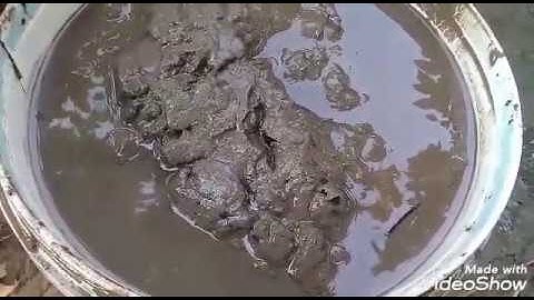 Kỹ thuật bón phân cho cây hồng xiêm xoài bằng bùn ao