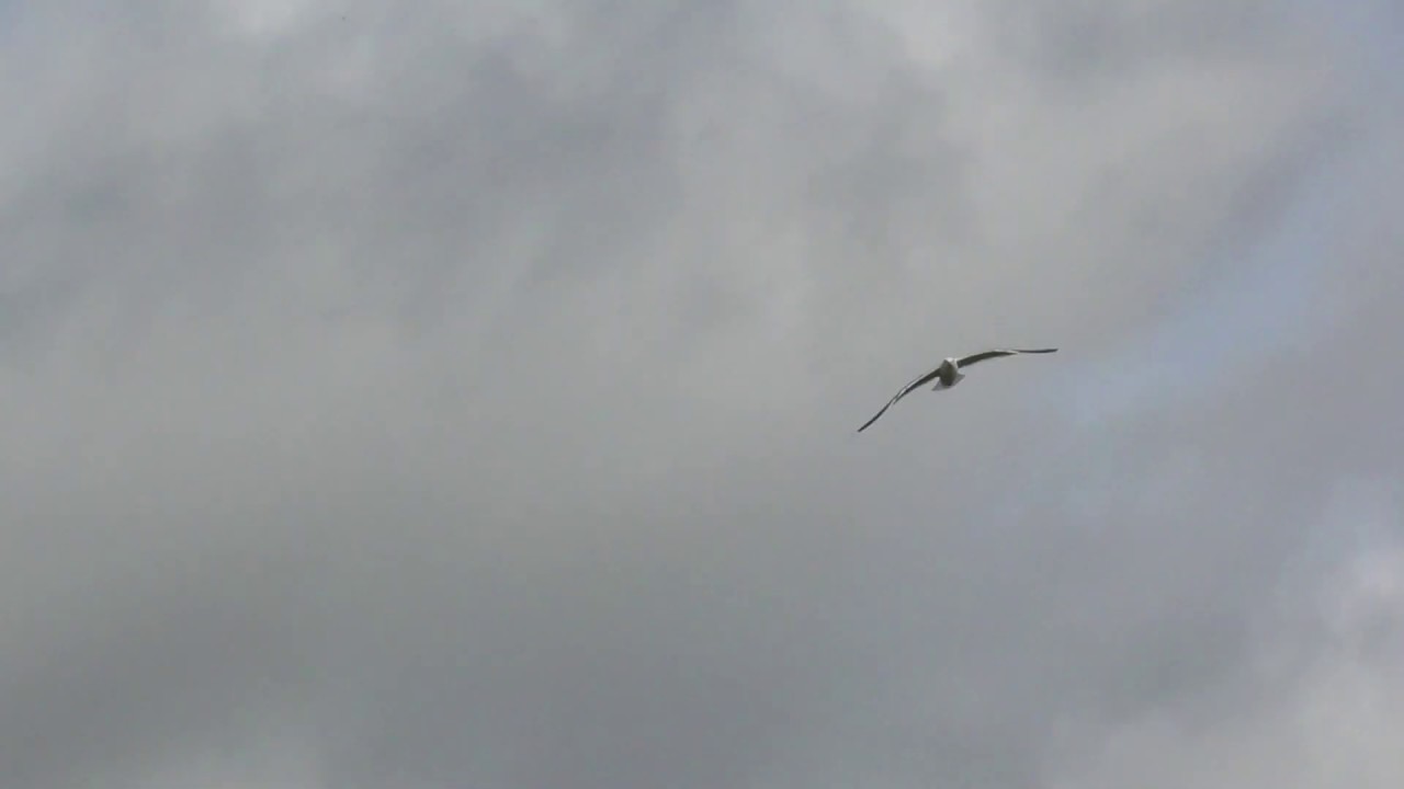 color street Herring Gull Flying in the Wind Birds and Wildlife UK