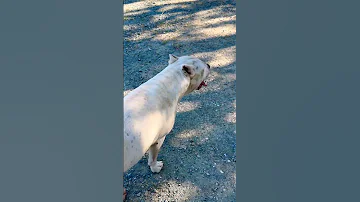 Play Time Dogoargentino Pocketbully Alabai 