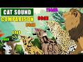 Cat Family Sound Comparison: From 40dB Margay to 114dB Lion