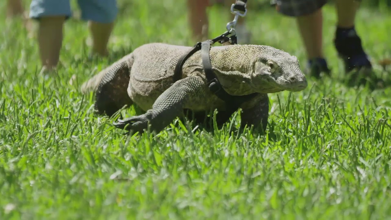 walking pez WALKING A KOMODO DRAGON??