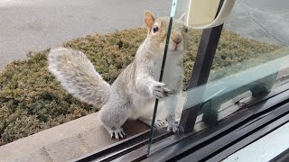 The reason this squirrel doesn't want me to close the window by Squirrels at the window 13,218 views 2 months ago 1 minute, 30 seconds