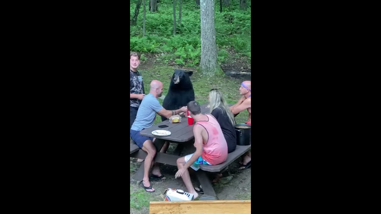 Nothing To See Here Just Having A Casual Picnic