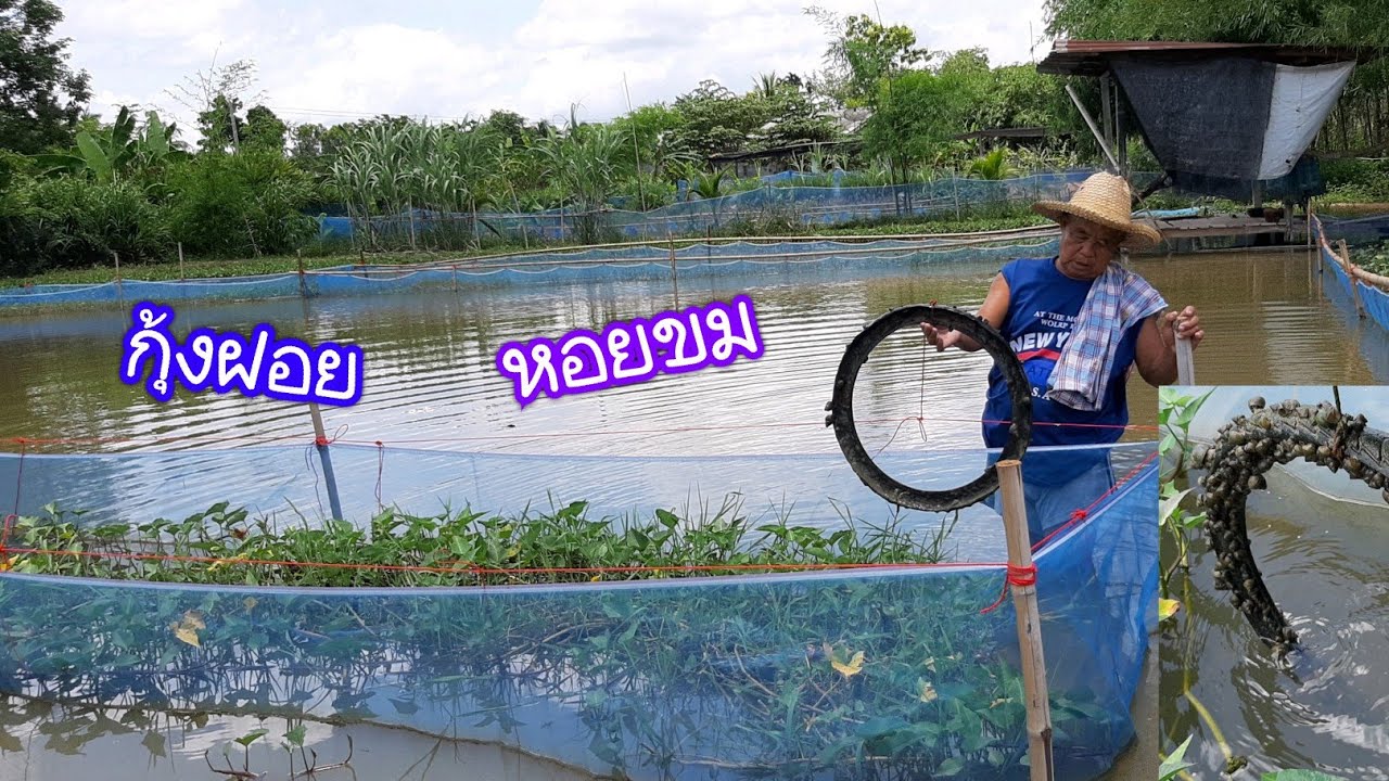 เลี้ยงกุ้งฝอยหอยขม!!ผสมปูปลากบ