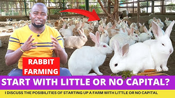 How To Start A Rabbit Farm With Little Or NO Money At All
