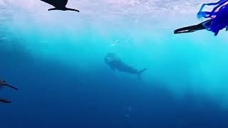 Mahi crushes left flat on Talkin Trash Sportfishing -Mahi Troll Pro