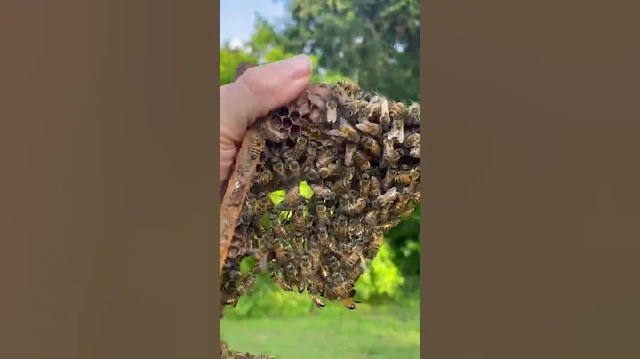 How Bees Build Their Hive