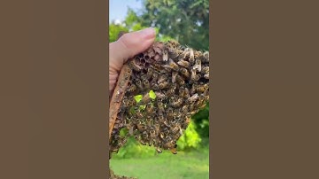 How Bees Build Their Hive
