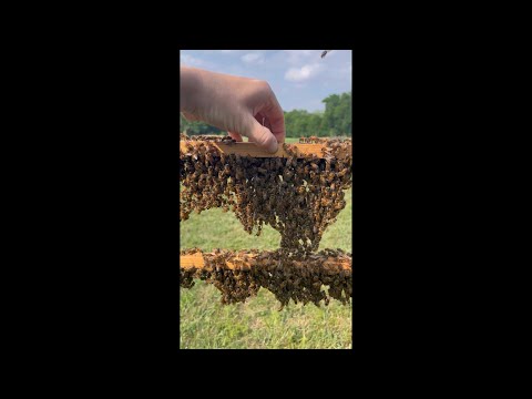 Video: Waar is de honingraat van een bij van gemaakt?