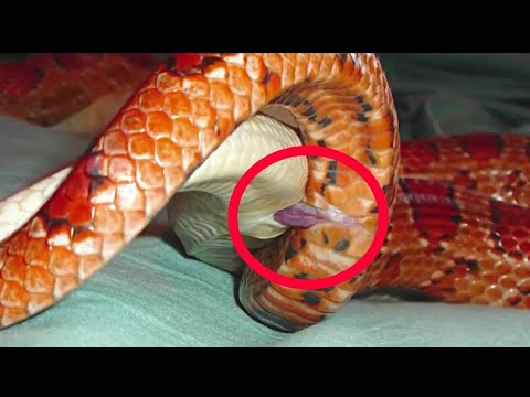 فيديو: كيف تتزاوج الثعابين