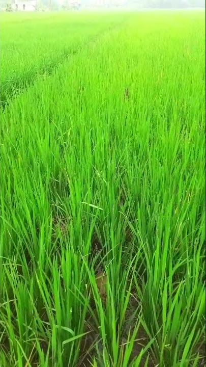 SHOLAWAT DI SAWAH