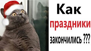 Приколы! Когда Закончились Праздники!!! Угарные Мемы, Смешные Истории От Доми Шоу!