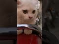 Cute 🥰 Baby 💝 Cat 😍🖤🔥 Cute Cats video #cute #shortvideo #cats #youtubeshorts #trending