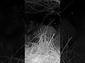 Cinghiali 🐗, 🐗, 🐗, Wild Boar 🐗 🐗 🐗 Sanglier 🐗 🐗 🐗