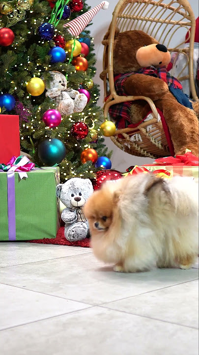 VIP POM STARS New Year Reels