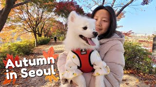 Puppy First Autumn in Seoul