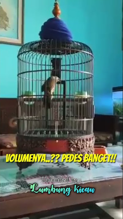 Hati2‼️Wambi gacor perusak telinga..@lumbungkicau