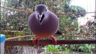 Suara burung Punai Nusa Penida