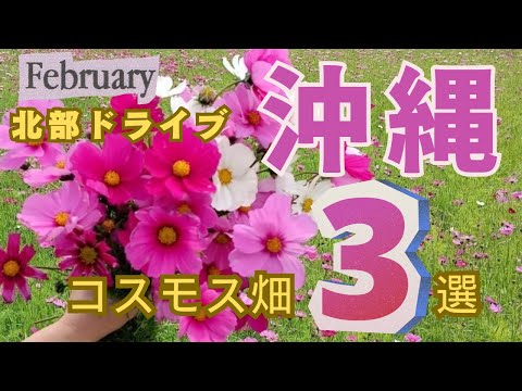 【沖縄北部】2月の３大コスモス畑ツアードライブを紹介します！