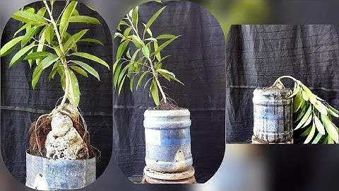 RUBBER TREE ROOT OVER ROCK TRAINING | HOW TO BONSAI FOR BEGINNERS | CASCADING