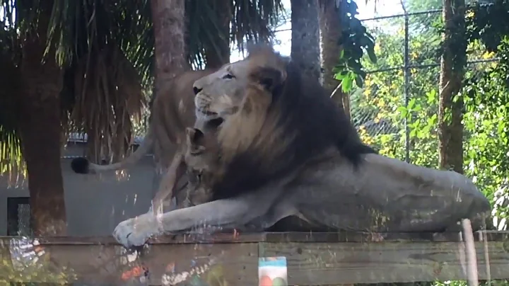 The Involvement Initiative -- Civic Engagement Project