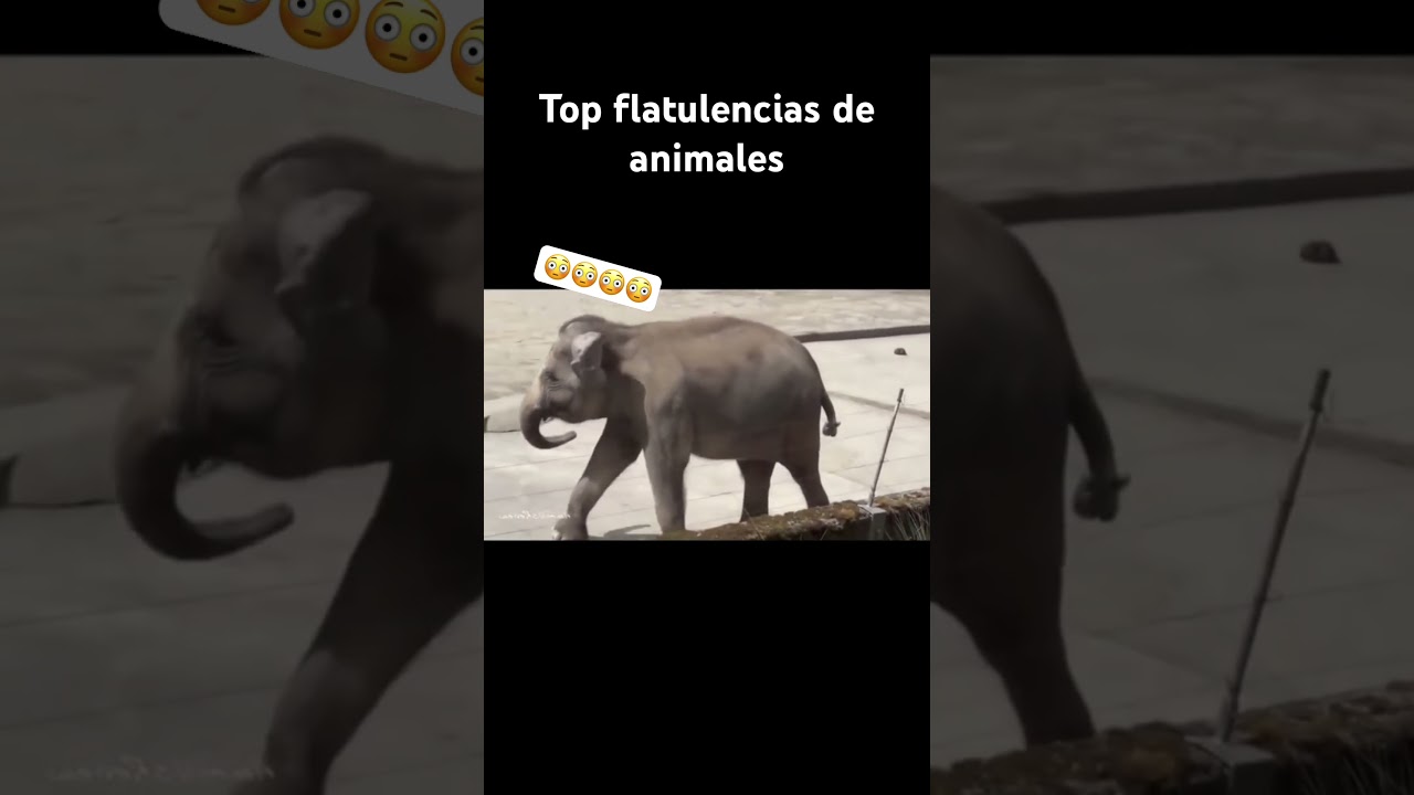 Top flatulencias de animales 