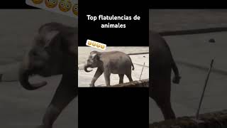 Top Flatulencias De Animales